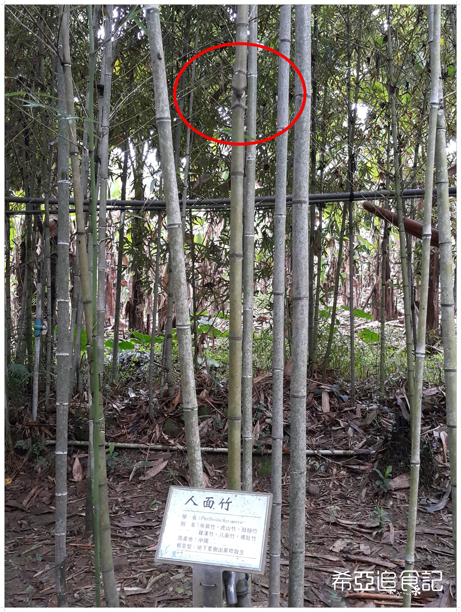 南投旅遊推薦 竹山景點 青竹文化園區