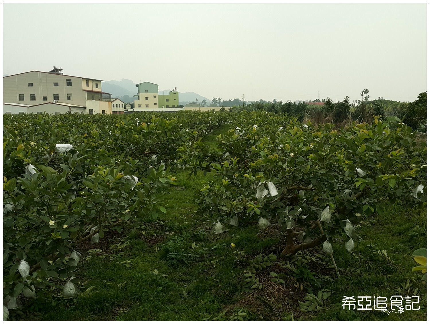 南投旅遊推薦 竹山景點 青竹文化園區