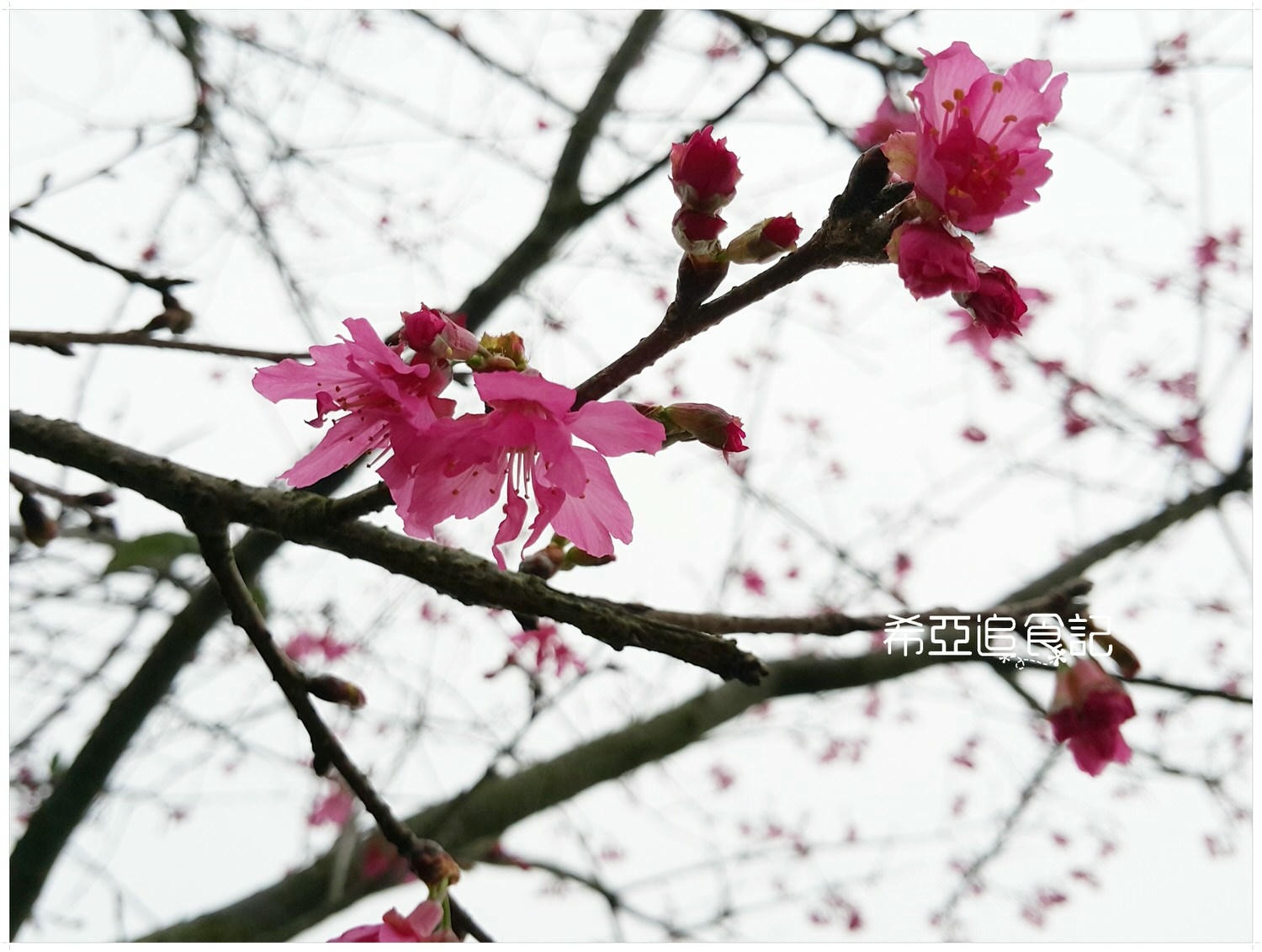 南投旅遊推薦 竹山景點 青竹文化園區