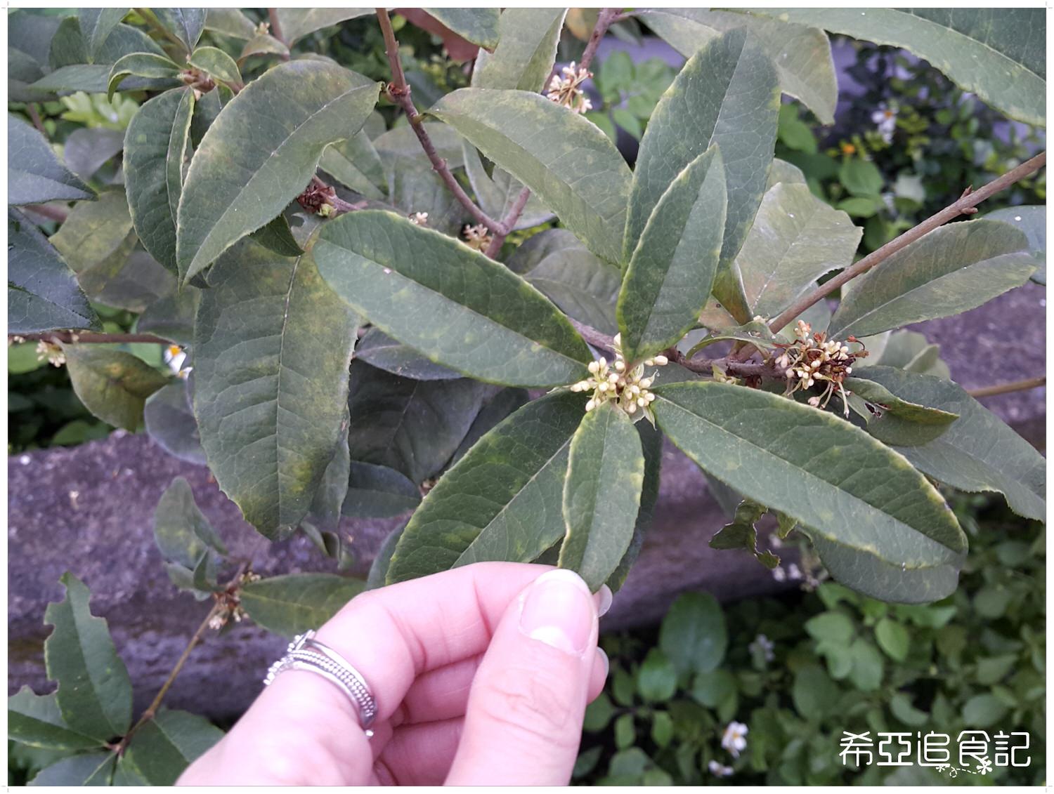 南投旅遊推薦 竹山景點 青竹文化園區