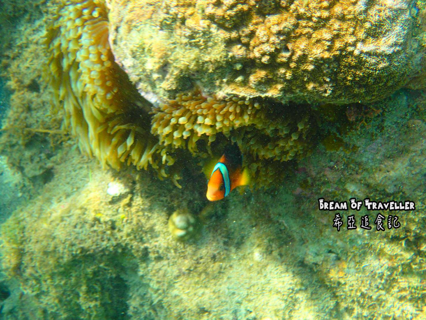 【屏東墾丁浮潛/住宿推薦】夏天到了 該來墾丁玩水去 慢活輕旅行 の 嵐洋莊園民宿 & 水到魚行浮潛館 & 好樂.杯冰 (屏東/恆春) - 第14張圖 墾丁 旅遊 景點 推薦