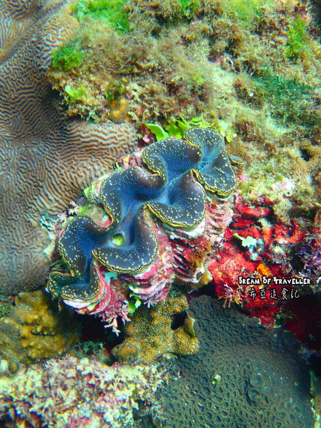【屏東墾丁浮潛/住宿推薦】夏天到了 該來墾丁玩水去 慢活輕旅行 の 嵐洋莊園民宿 & 水到魚行浮潛館 & 好樂.杯冰 (屏東/恆春) - 第15張圖 墾丁 旅遊 景點 推薦