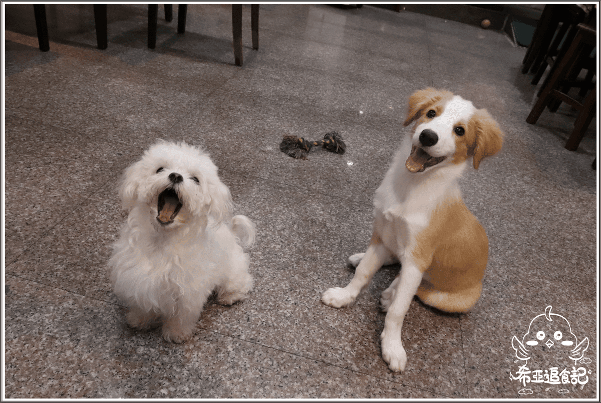 【台中雪花冰推薦】show 喫冰小棧 の 古早月見 & 可可巧克 (台中/西區) ➽ 台中市區寵物友善冰品店，有可愛的狗兒陪你吃冰  – 蛋奶素